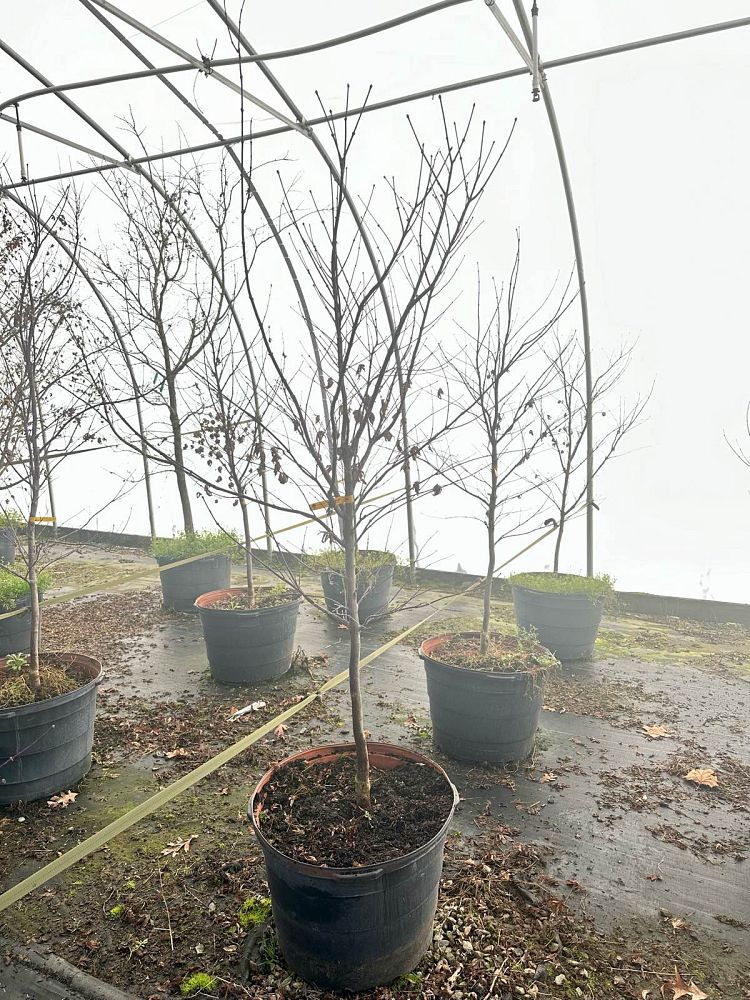 acer-palmatum-bloodgood-japanese-maple