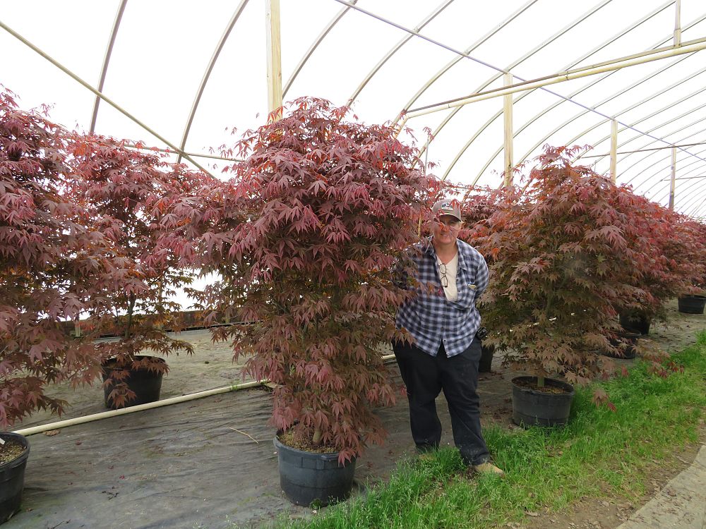 acer-palmatum-bloodgood-japanese-maple