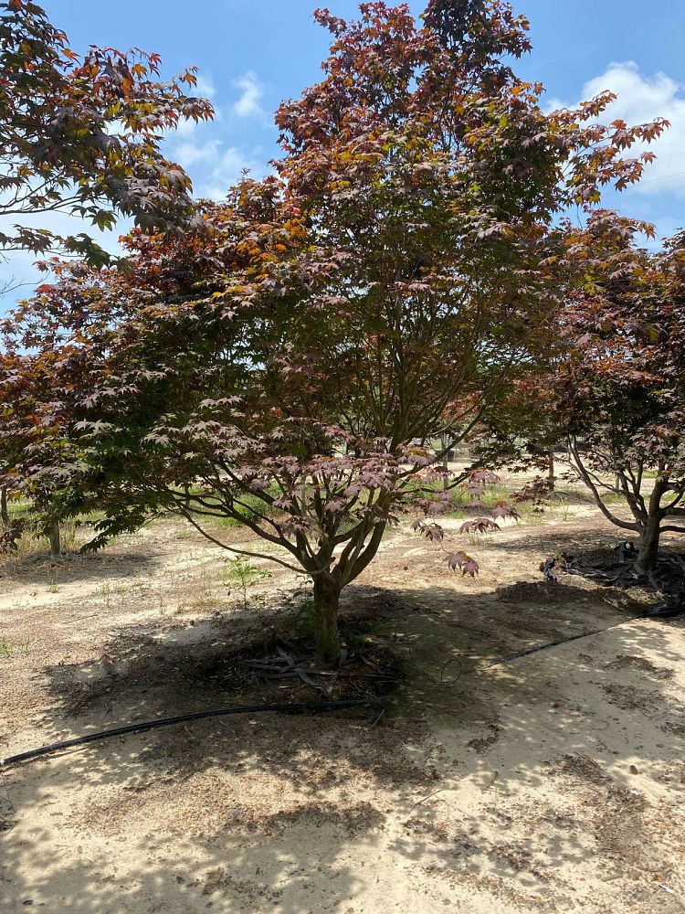 acer-palmatum-bloodgood-japanese-maple