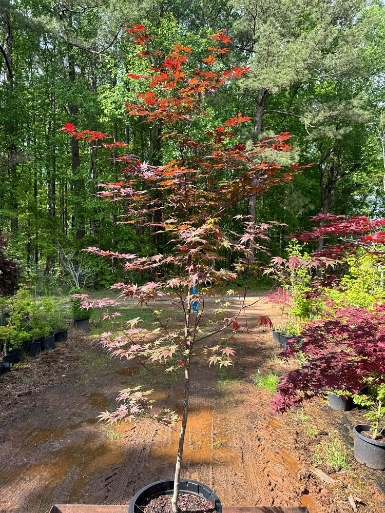 acer-palmatum-bloodgood-japanese-maple