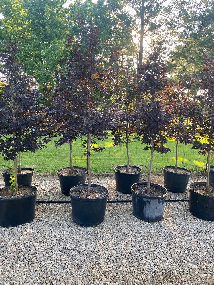 acer-palmatum-bloodgood-japanese-maple
