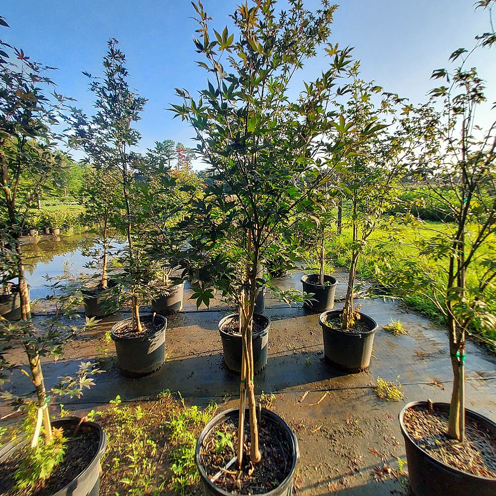 acer-palmatum-bloodgood-japanese-maple