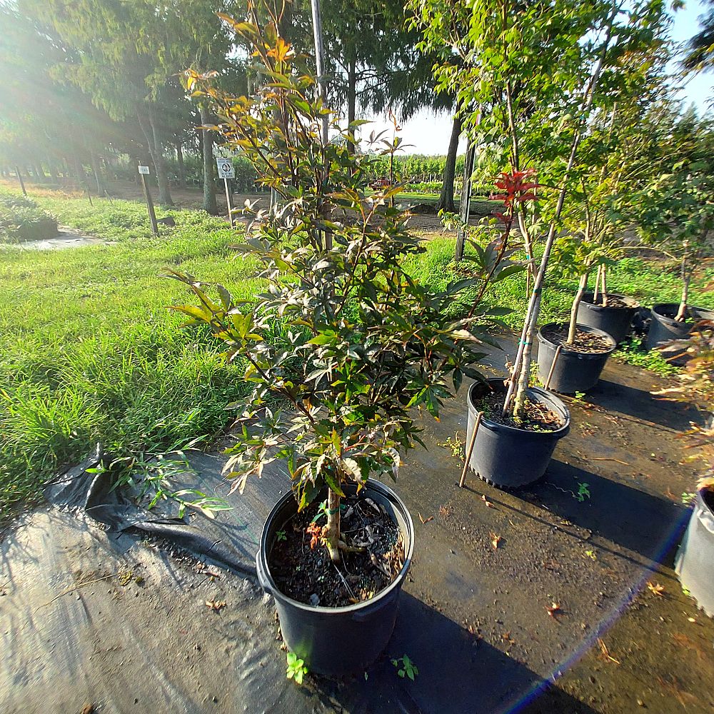 acer-palmatum-bloodgood-japanese-maple