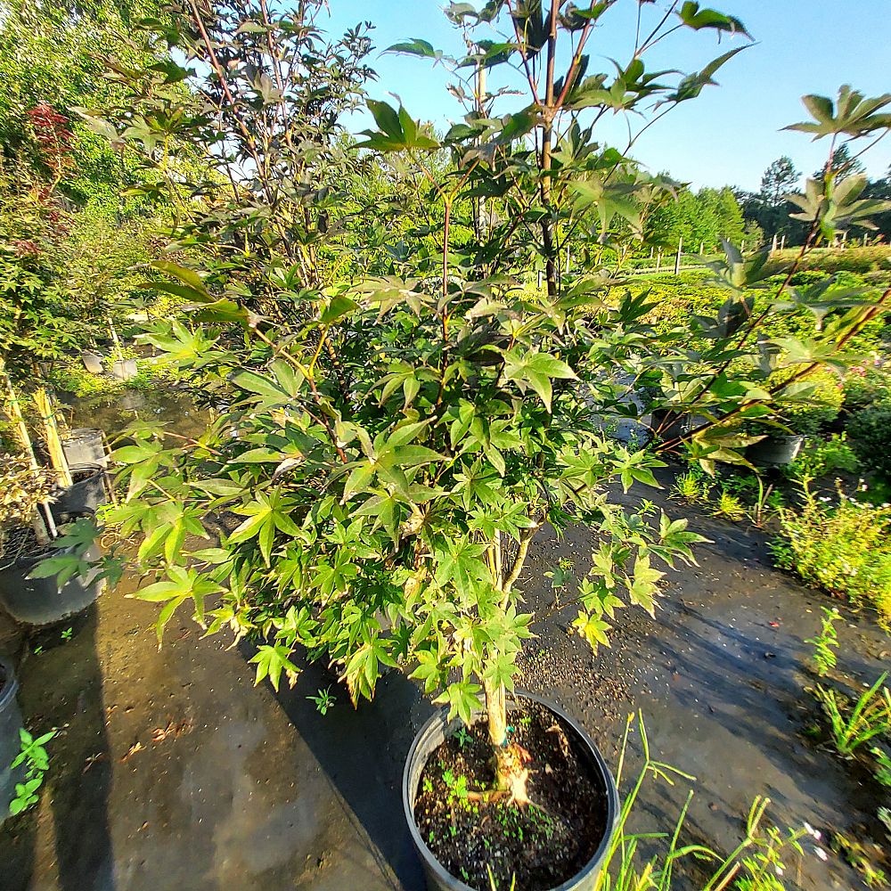 acer-palmatum-bloodgood-japanese-maple