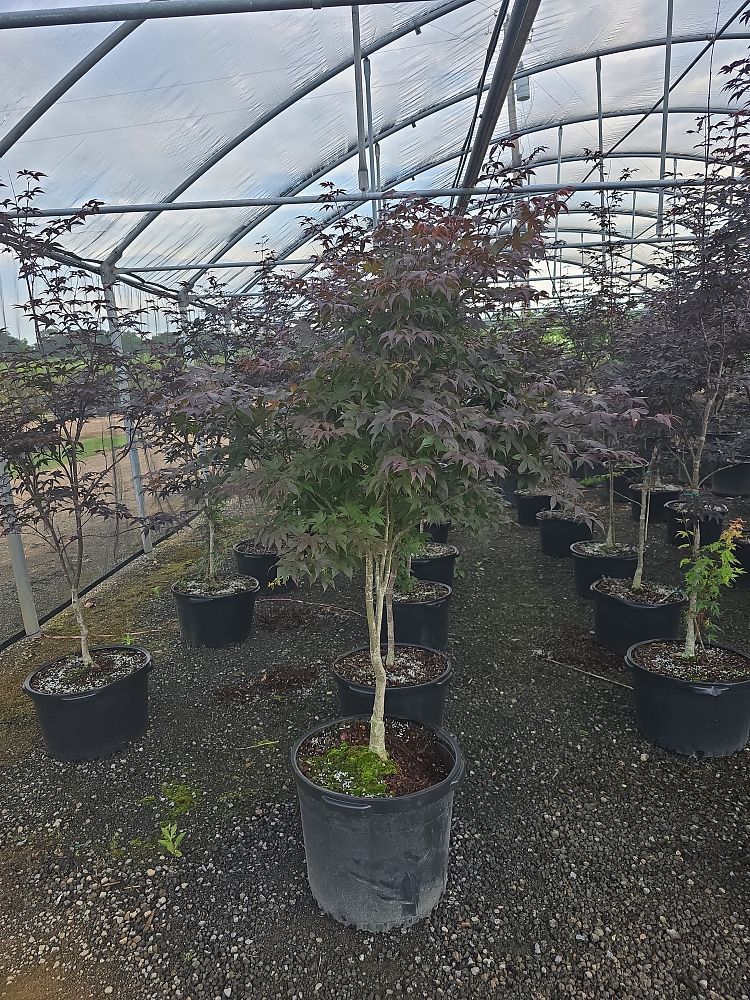 acer-palmatum-bloodgood-japanese-maple