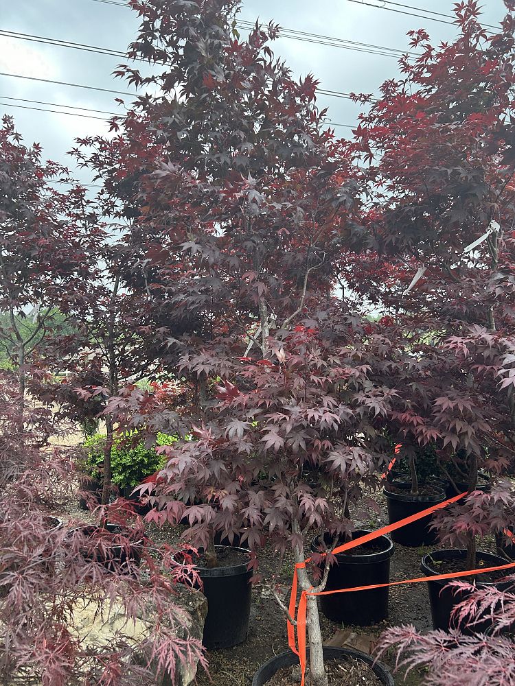acer-palmatum-bloodgood-japanese-maple
