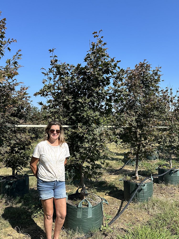 acer-palmatum-bloodgood-japanese-maple