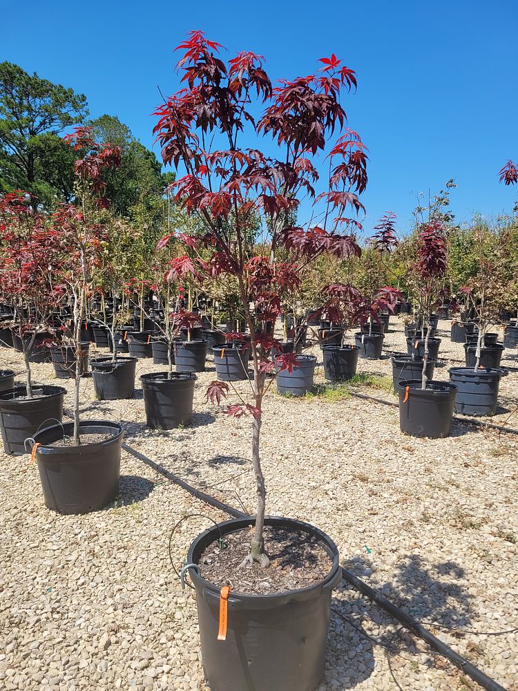 acer-palmatum-bloodgood-japanese-maple