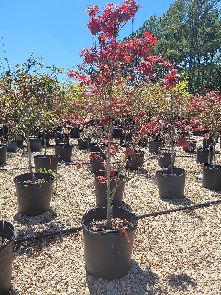 acer-palmatum-bloodgood-japanese-maple
