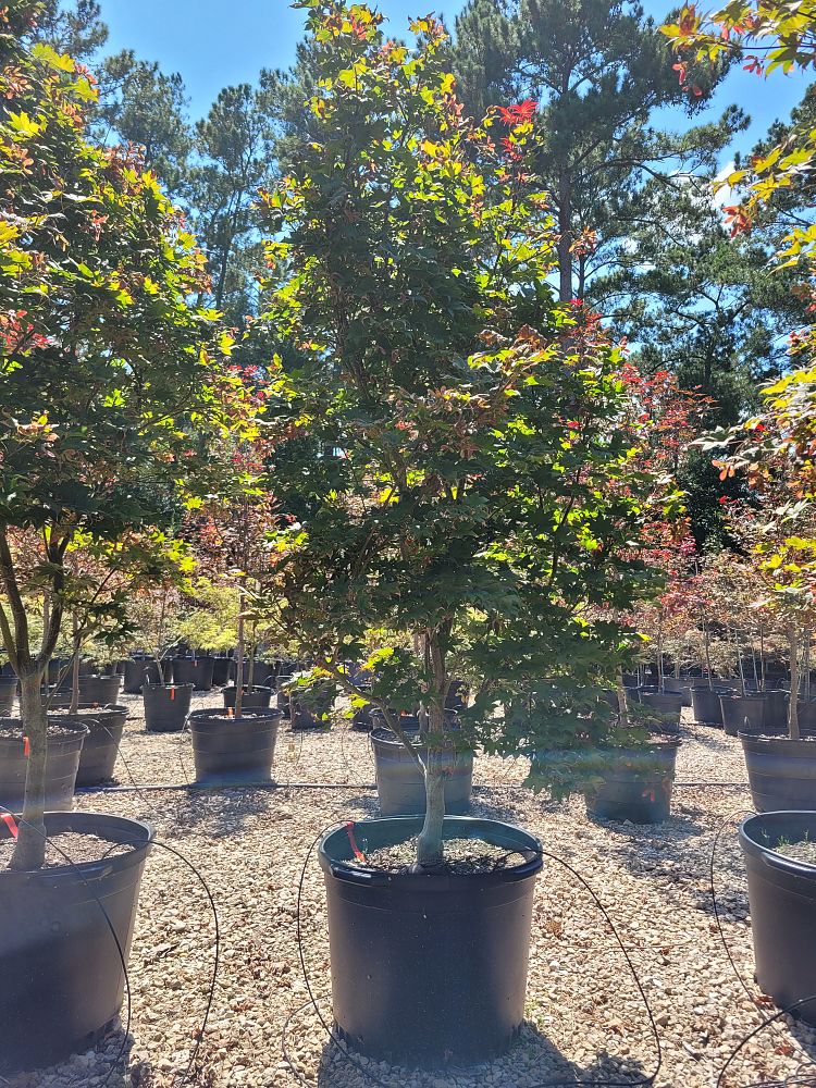 acer-palmatum-bloodgood-japanese-maple