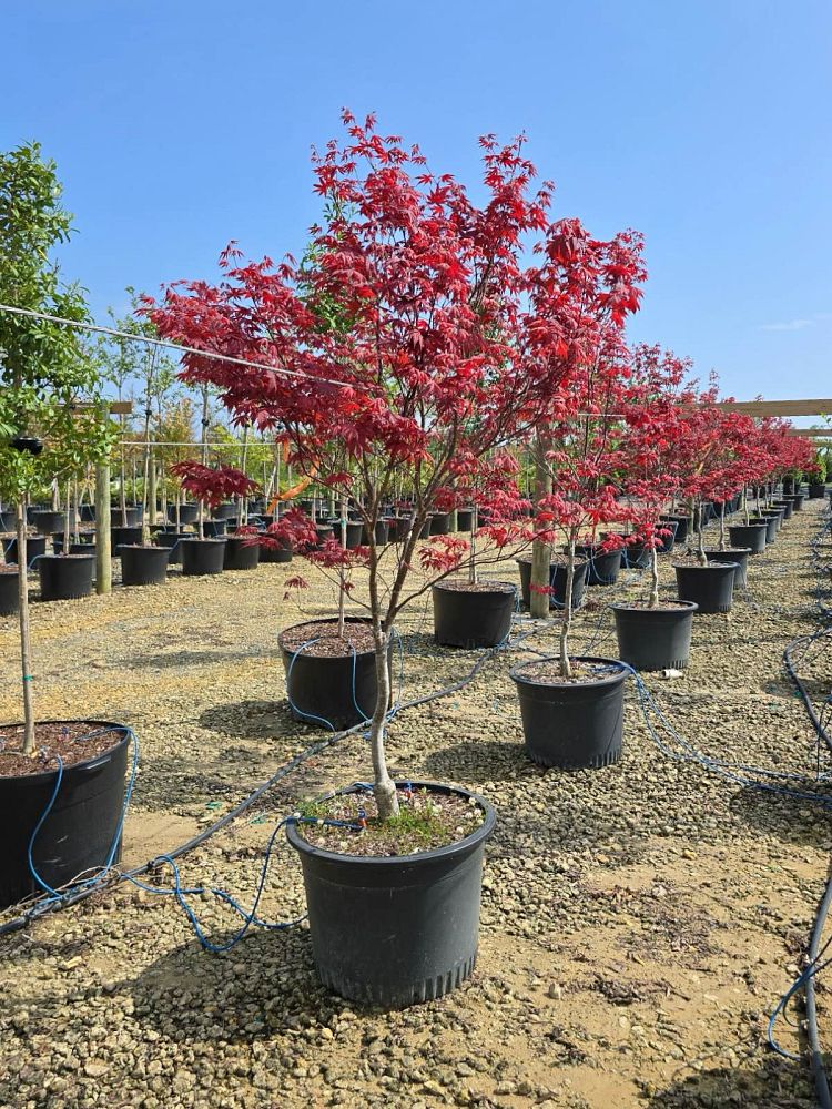 acer-palmatum-bloodgood-japanese-maple