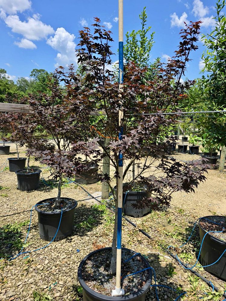 acer-palmatum-bloodgood-japanese-maple