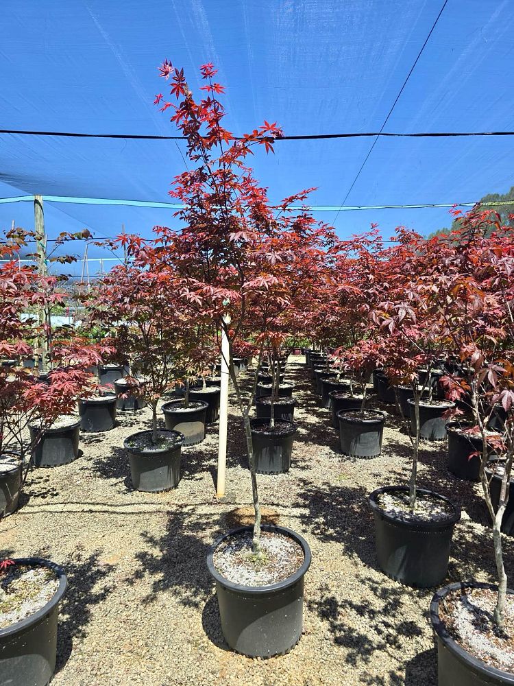 acer-palmatum-bloodgood-japanese-maple