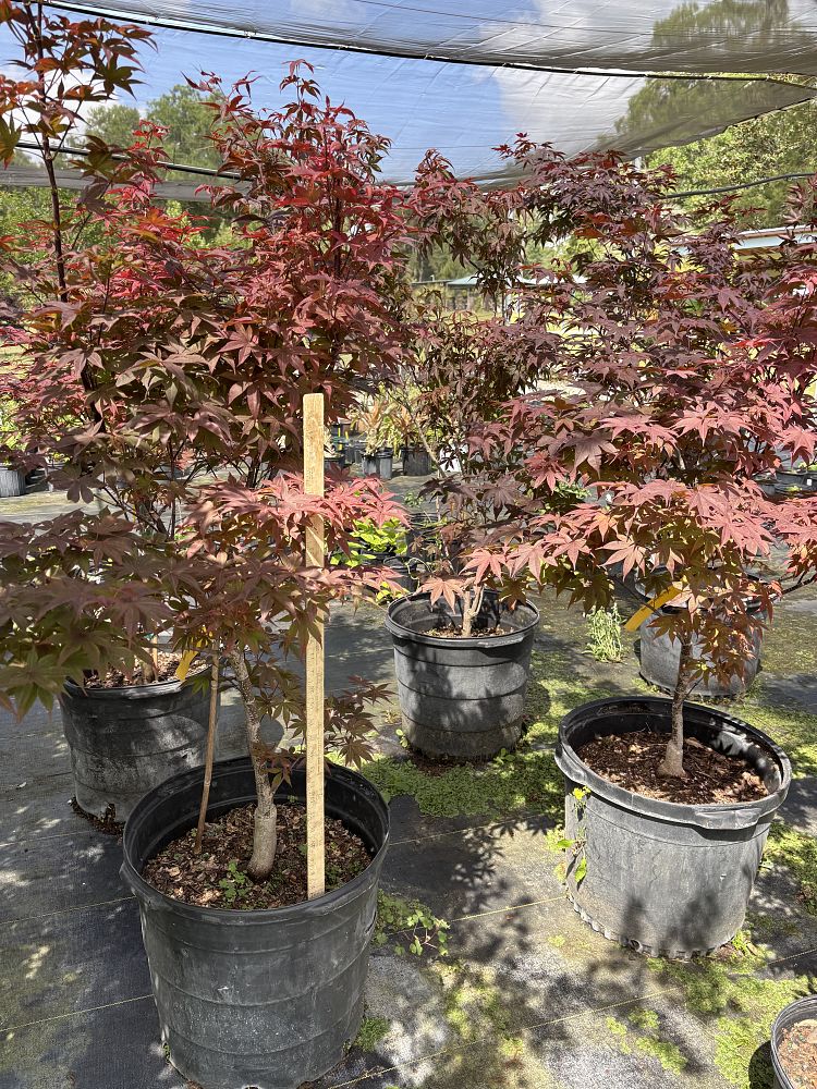 acer-palmatum-bloodgood-japanese-maple