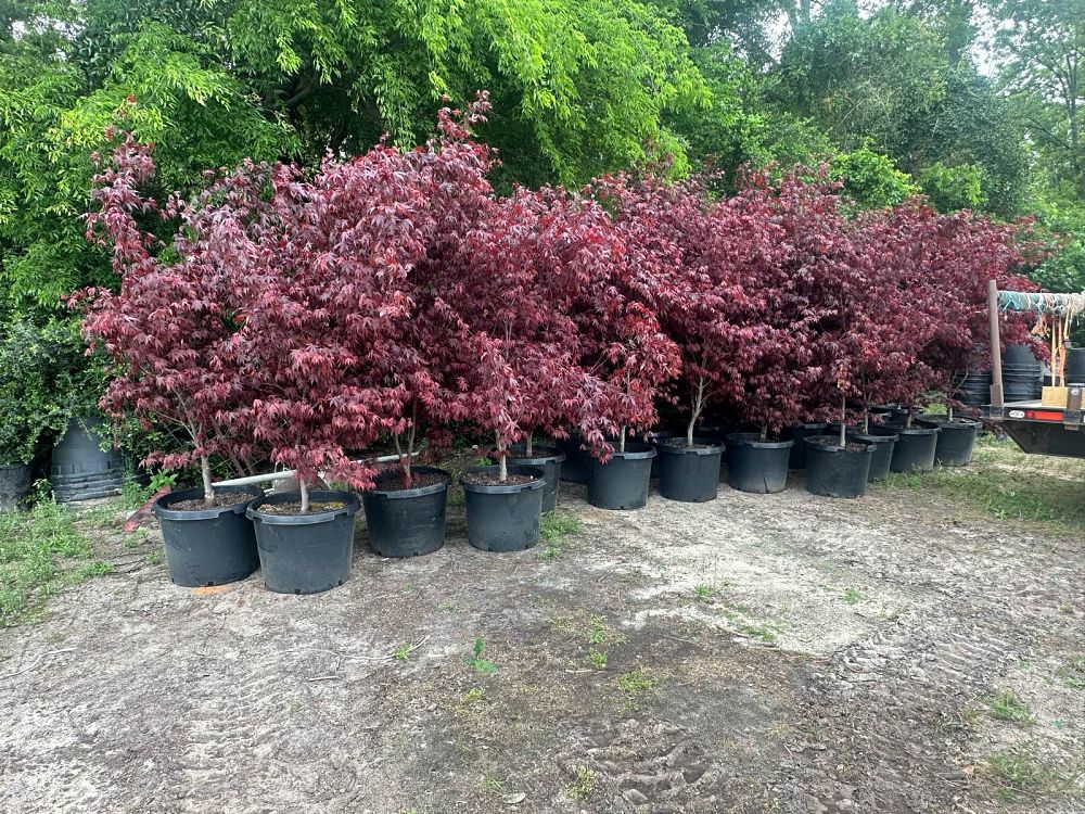 acer-palmatum-bloodgood-japanese-maple