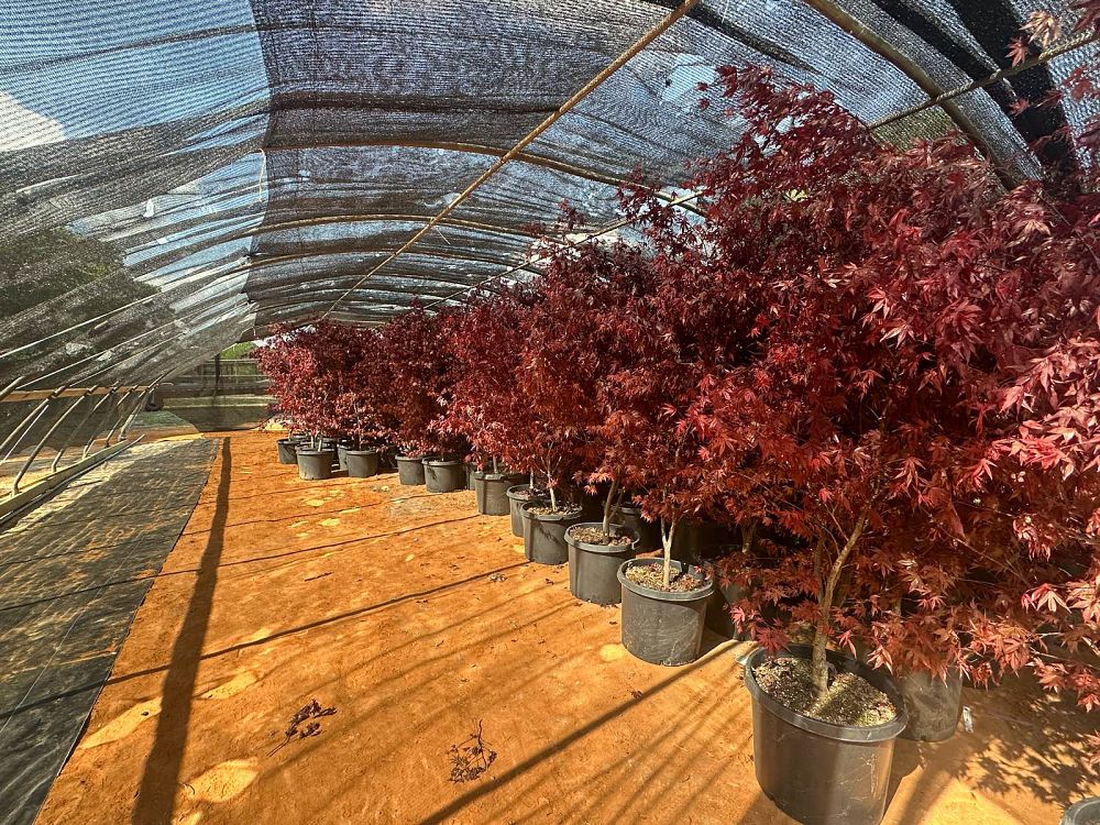 acer-palmatum-bloodgood-japanese-maple