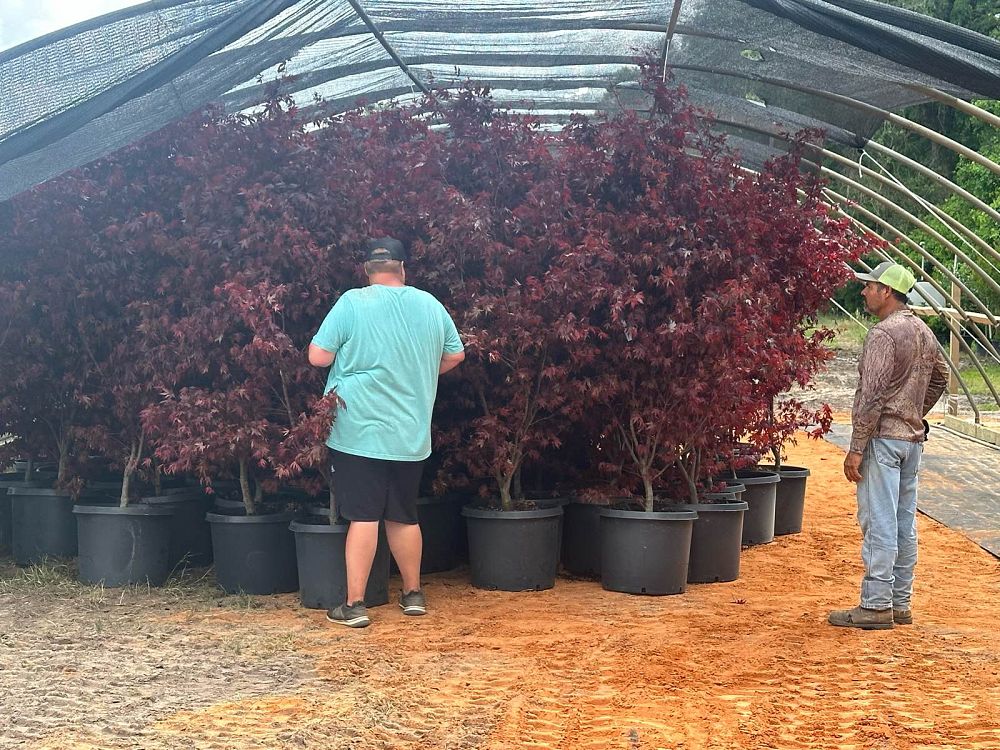 acer-palmatum-bloodgood-japanese-maple
