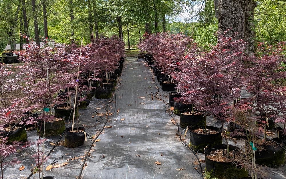 acer-palmatum-bloodgood-japanese-maple
