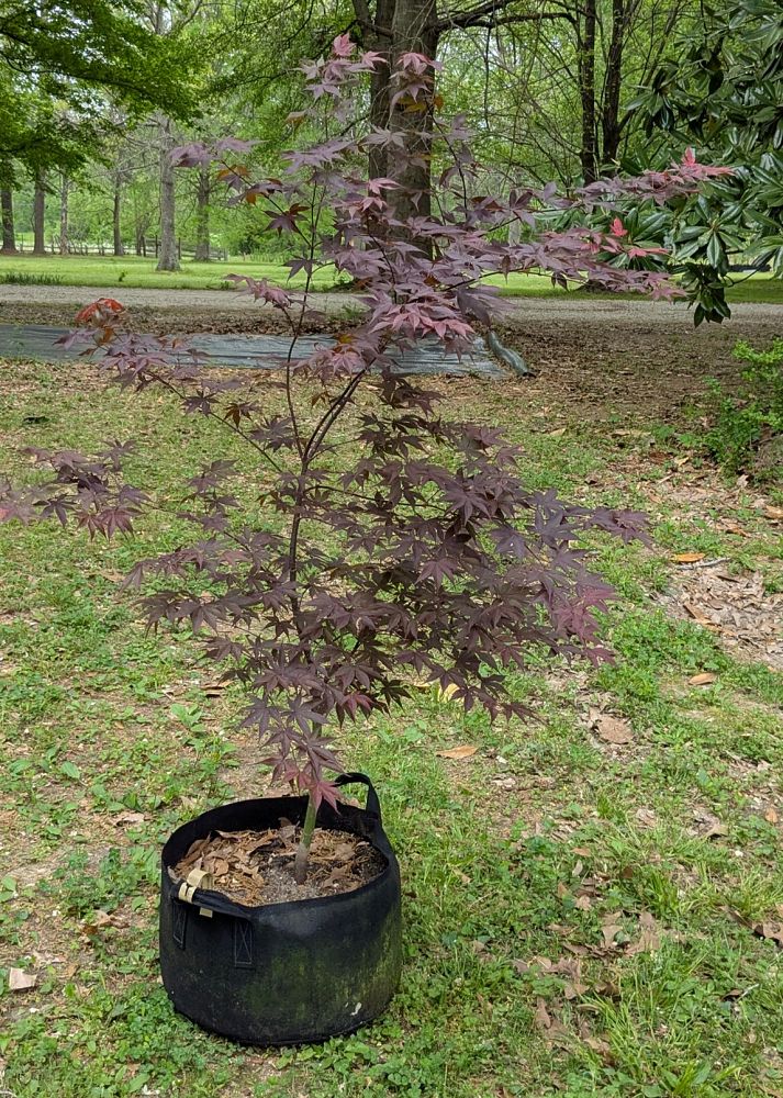 acer-palmatum-bloodgood-japanese-maple