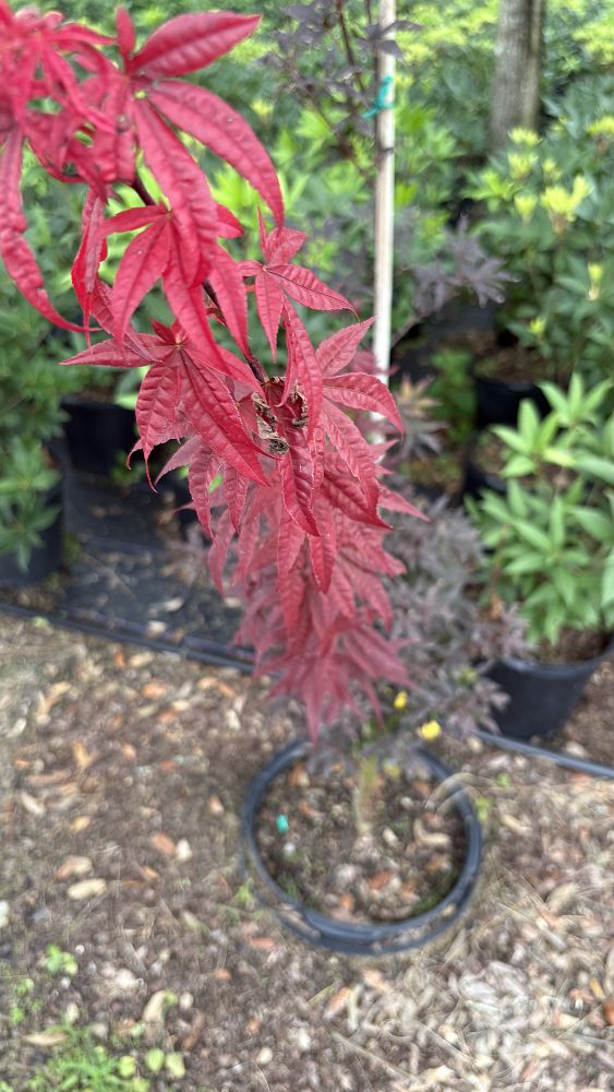 acer-palmatum-bloodgood-japanese-maple