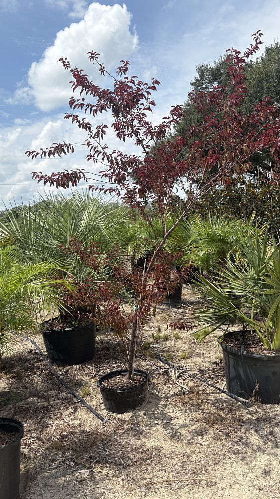 acer-palmatum-bloodgood-japanese-maple