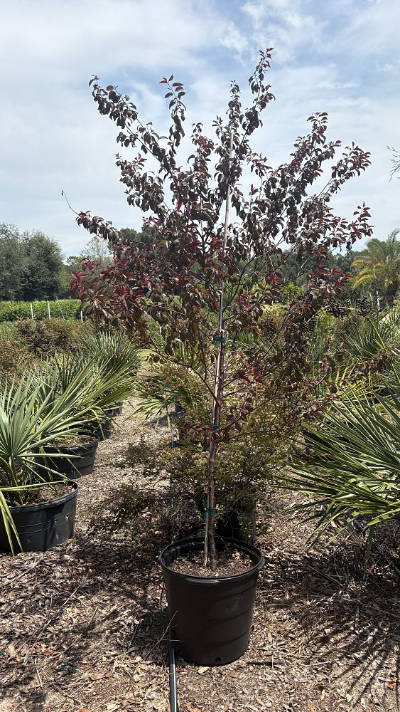acer-palmatum-bloodgood-japanese-maple