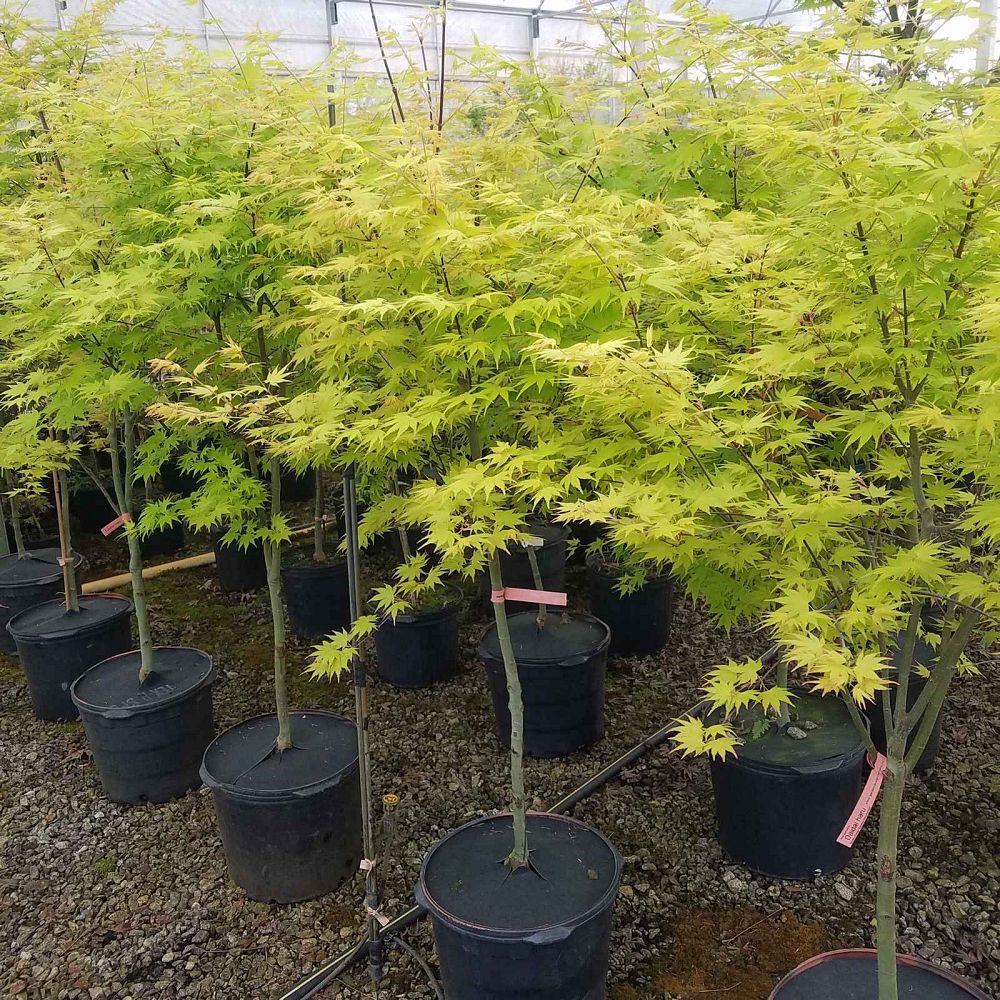 acer-palmatum-daidai-haru-japanese-maple