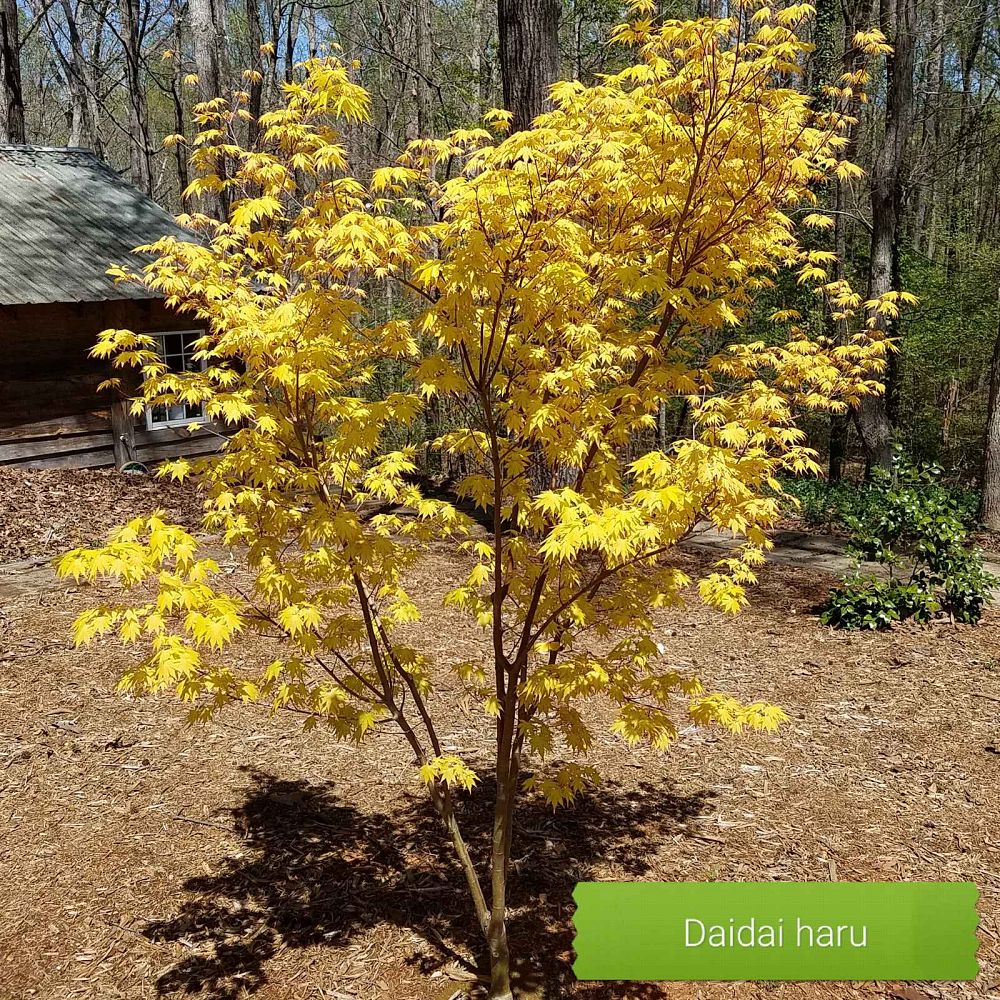 acer-palmatum-daidai-haru-japanese-maple