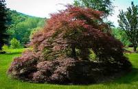 Cercis The Rising Sun Eastern Redbud - Sugar Creek Gardens