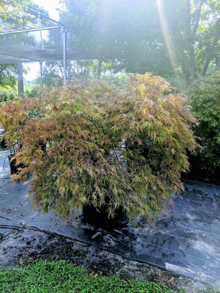 acer-palmatum-dissectum-crimson-queen-weeping-laceleaf-japanese-maple