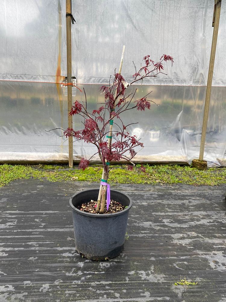 acer-palmatum-dissectum-crimson-queen-weeping-laceleaf-japanese-maple