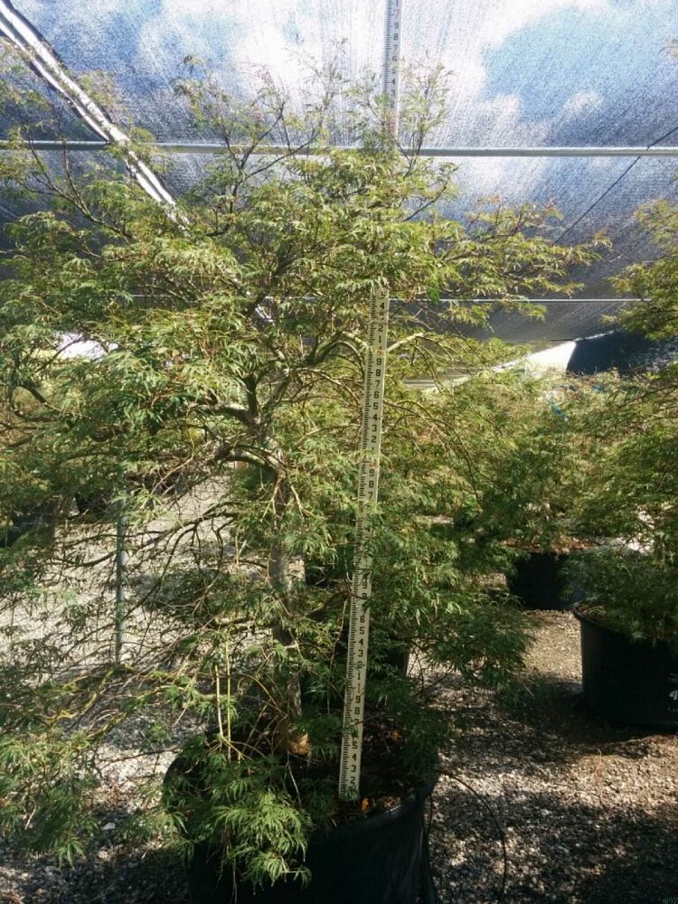 acer-palmatum-dissectum-viridis-weeping-laceleaf-japanese-maple