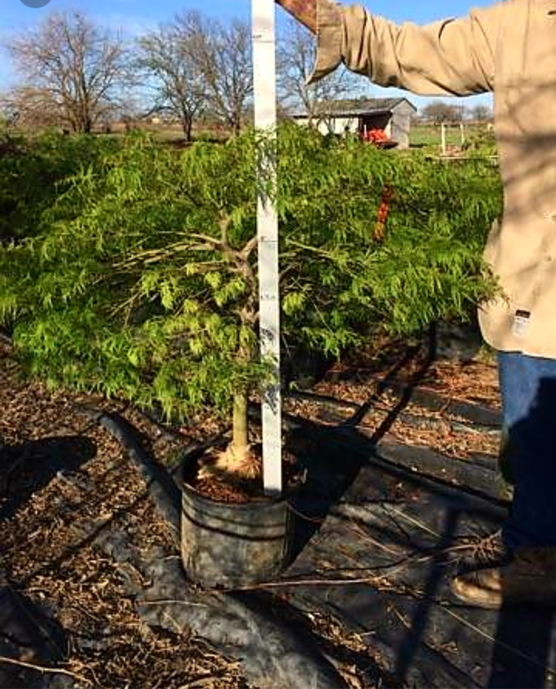 acer-palmatum-dissectum-viridis-weeping-laceleaf-japanese-maple