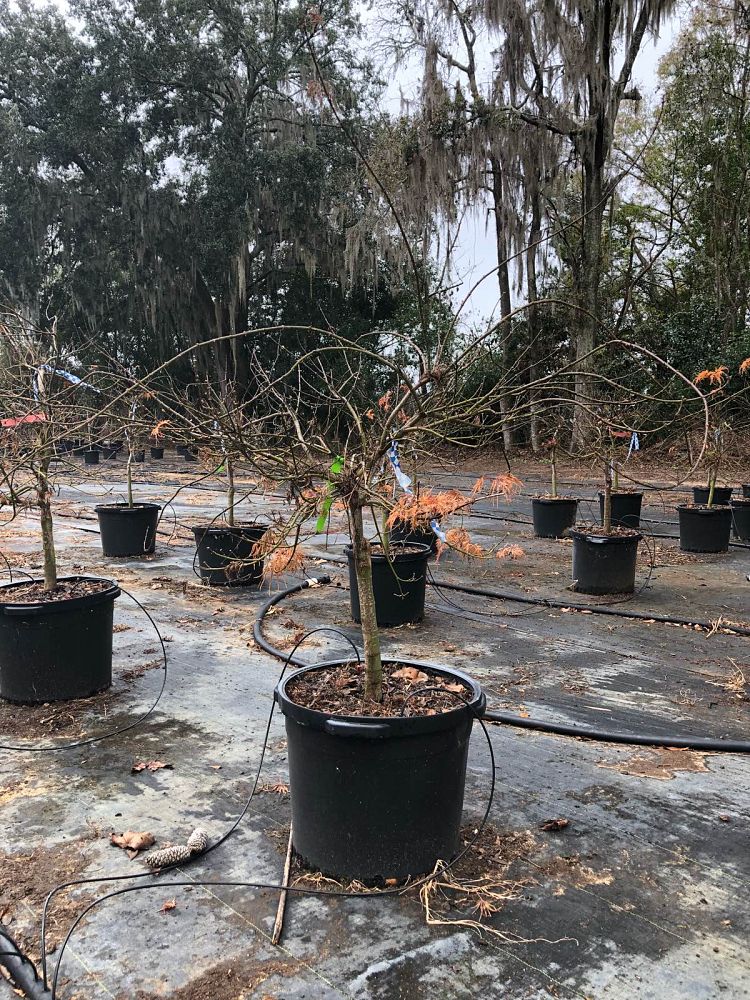 acer-palmatum-dissectum-viridis-weeping-laceleaf-japanese-maple