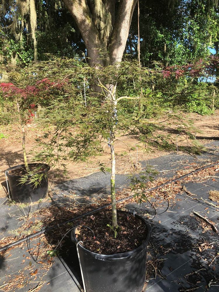 acer-palmatum-dissectum-viridis-weeping-laceleaf-japanese-maple