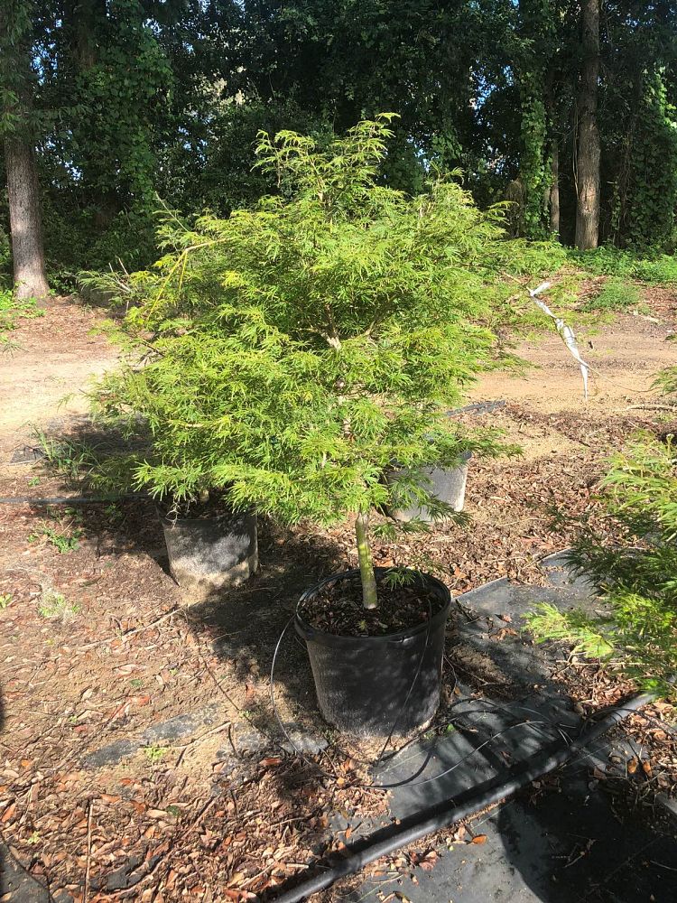 acer-palmatum-dissectum-viridis-weeping-laceleaf-japanese-maple