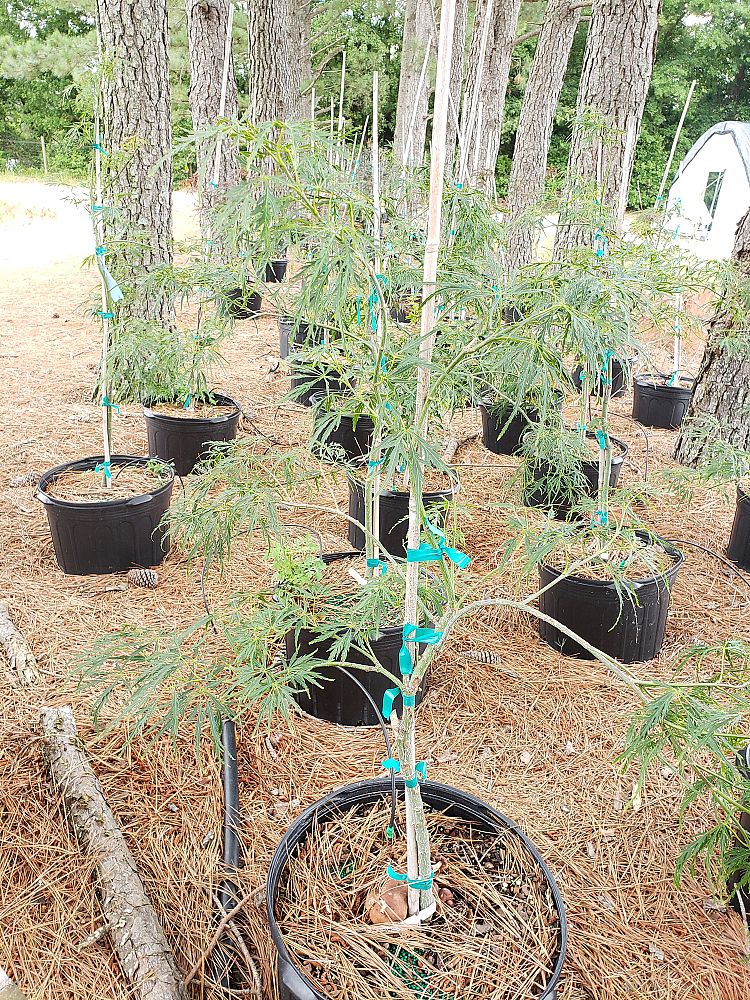 acer-palmatum-dissectum-viridis-weeping-laceleaf-japanese-maple