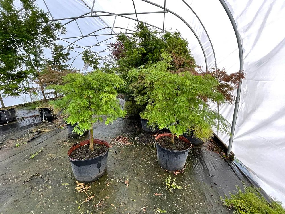 acer-palmatum-dissectum-viridis-weeping-laceleaf-japanese-maple