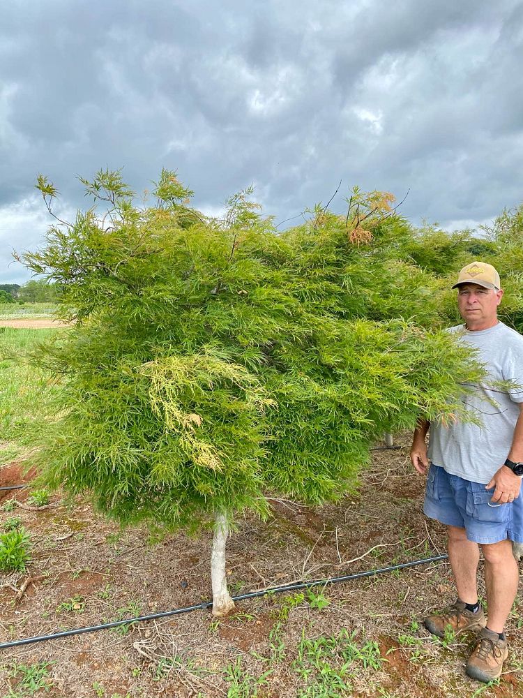 acer-palmatum-dissectum-viridis-weeping-laceleaf-japanese-maple