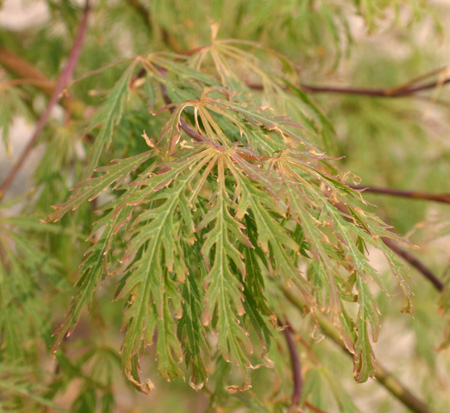 acer-palmatum-dissectum-viridis-weeping-laceleaf-japanese-maple