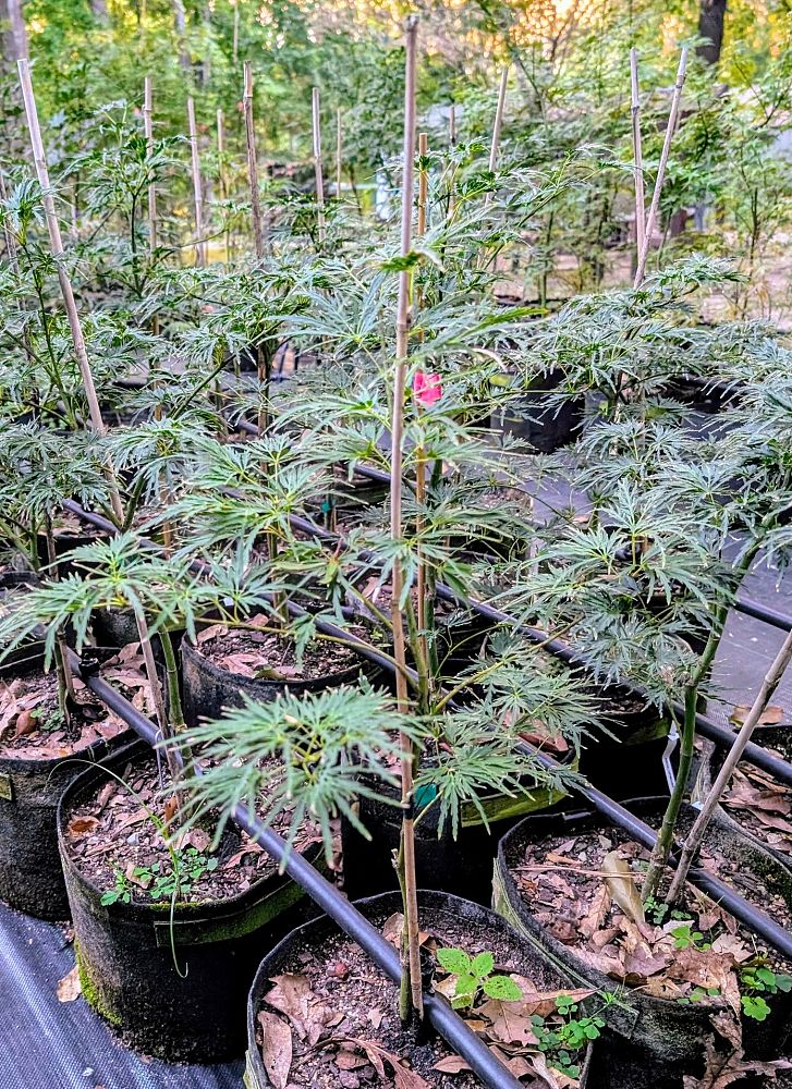 acer-palmatum-dissectum-viridis-weeping-laceleaf-japanese-maple