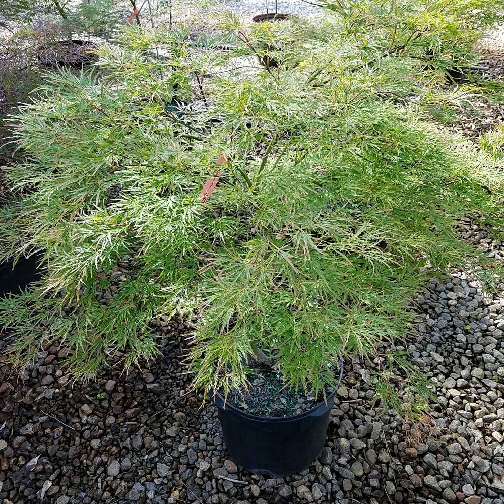 acer-palmatum-dissectum-waterfall-weeping-laceleaf-japanese-maple