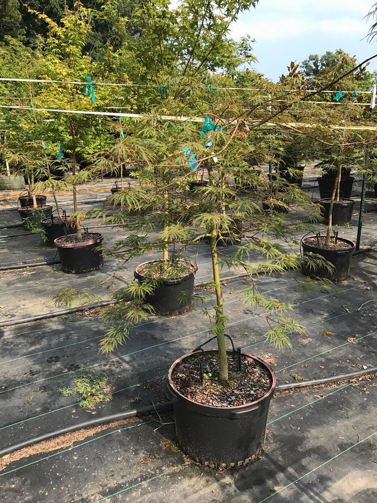 acer-palmatum-dissectum-weeping-laceleaf-japanese-maple