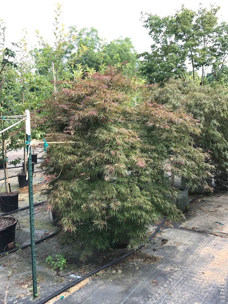 acer-palmatum-dissectum-weeping-laceleaf-japanese-maple