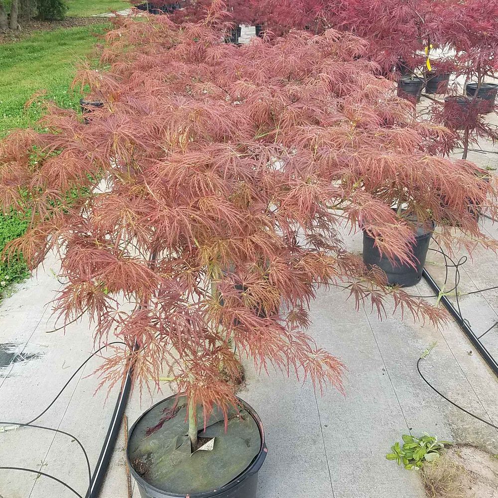 acer-palmatum-edgewood-golden-japanese-maple