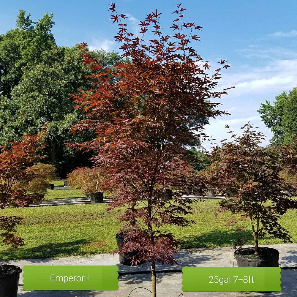 acer-palmatum-emperor-i-japanese-maple-wolff