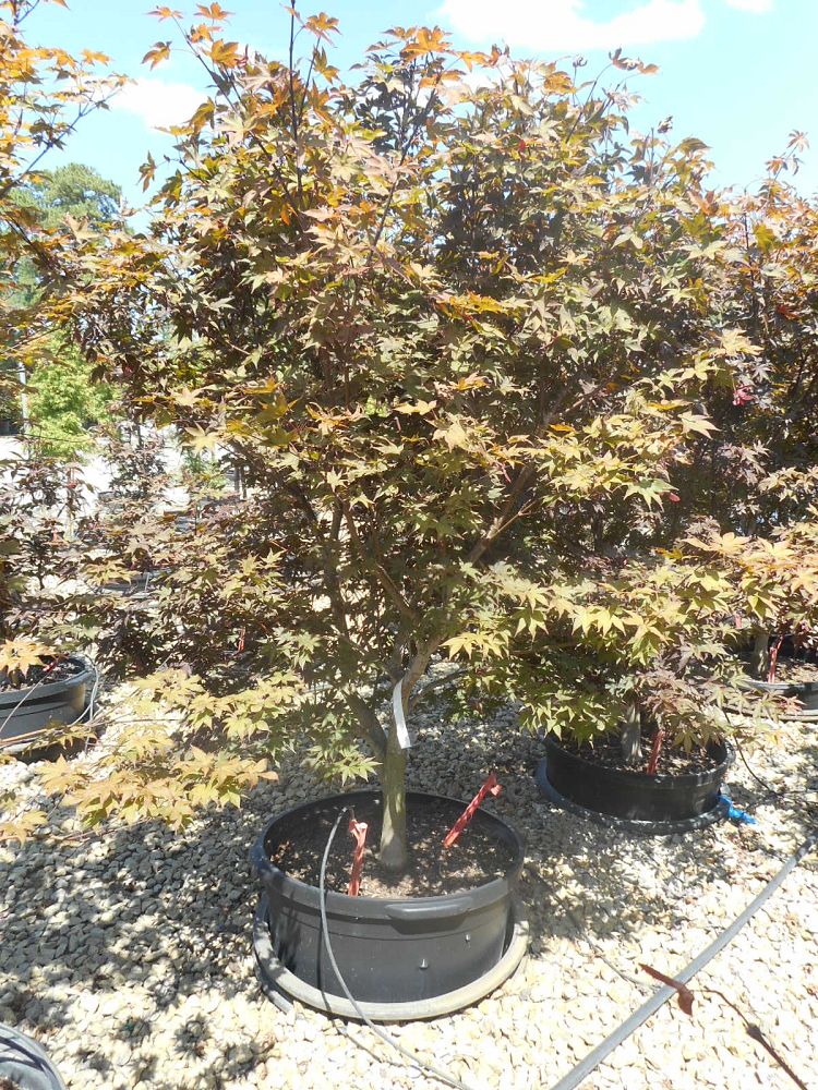 acer-palmatum-emperor-i-japanese-maple-wolff