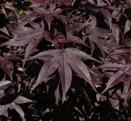 acer-palmatum-emperor-i-japanese-maple-wolff