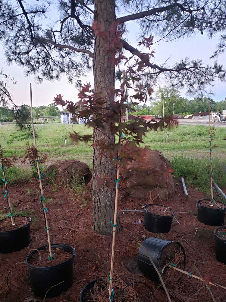 acer-palmatum-emperor-i-japanese-maple-wolff