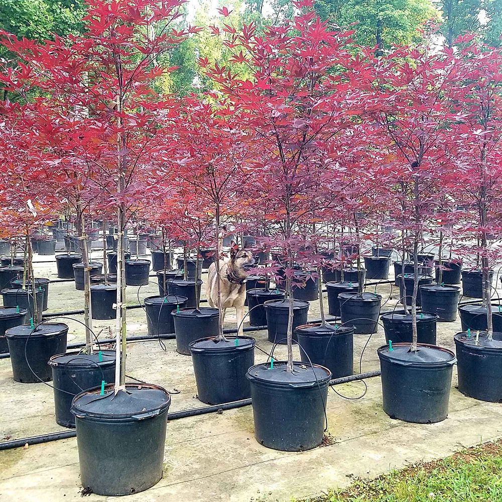 acer-palmatum-emperor-i-japanese-maple-wolff